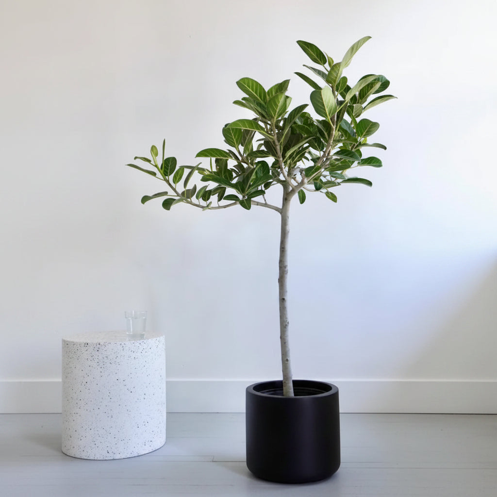 Young Ficus Banyan Tree Form Single Stem, Ficus Benghalensisis in a 7 gallon decorative ceramic black pot, prominently featuring a clear single trunk and a lush canopy of broad green leaves, positioned in a bright, minimalist indoor setting against a plain white wall next to a textured white cylindrical accent, showcasing its elegant tree form and modern aesthetic.