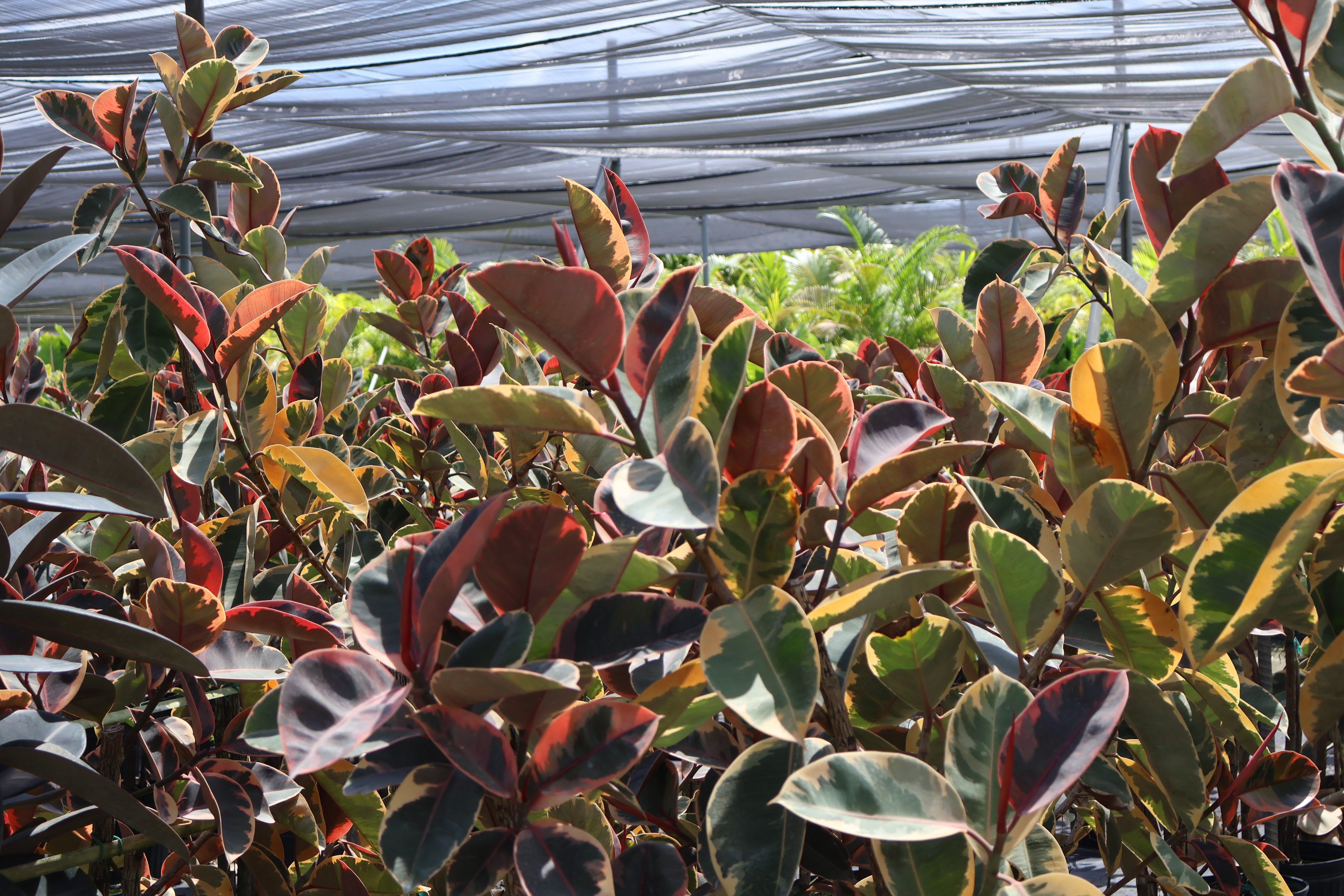 Hoya plant image 1