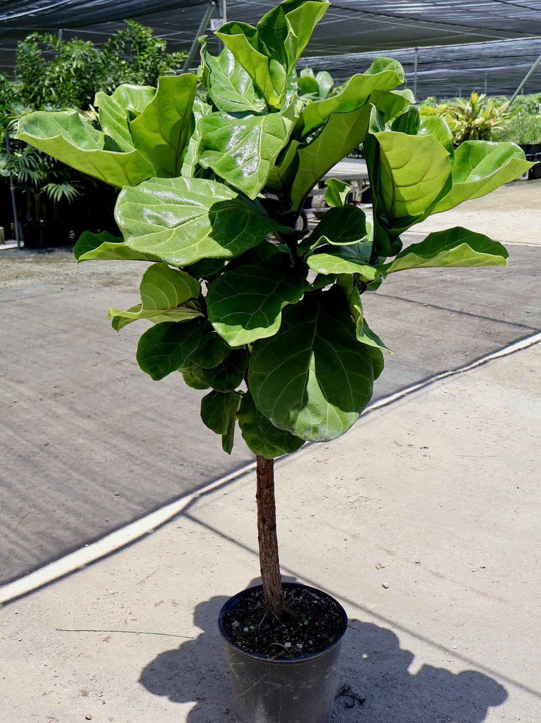 Ficus Lyrata Tree Form in 5 gallon nursery pot with tall architectural canopy and lush indoor foliage, ideal for luxury entryways and contemporary interiors.