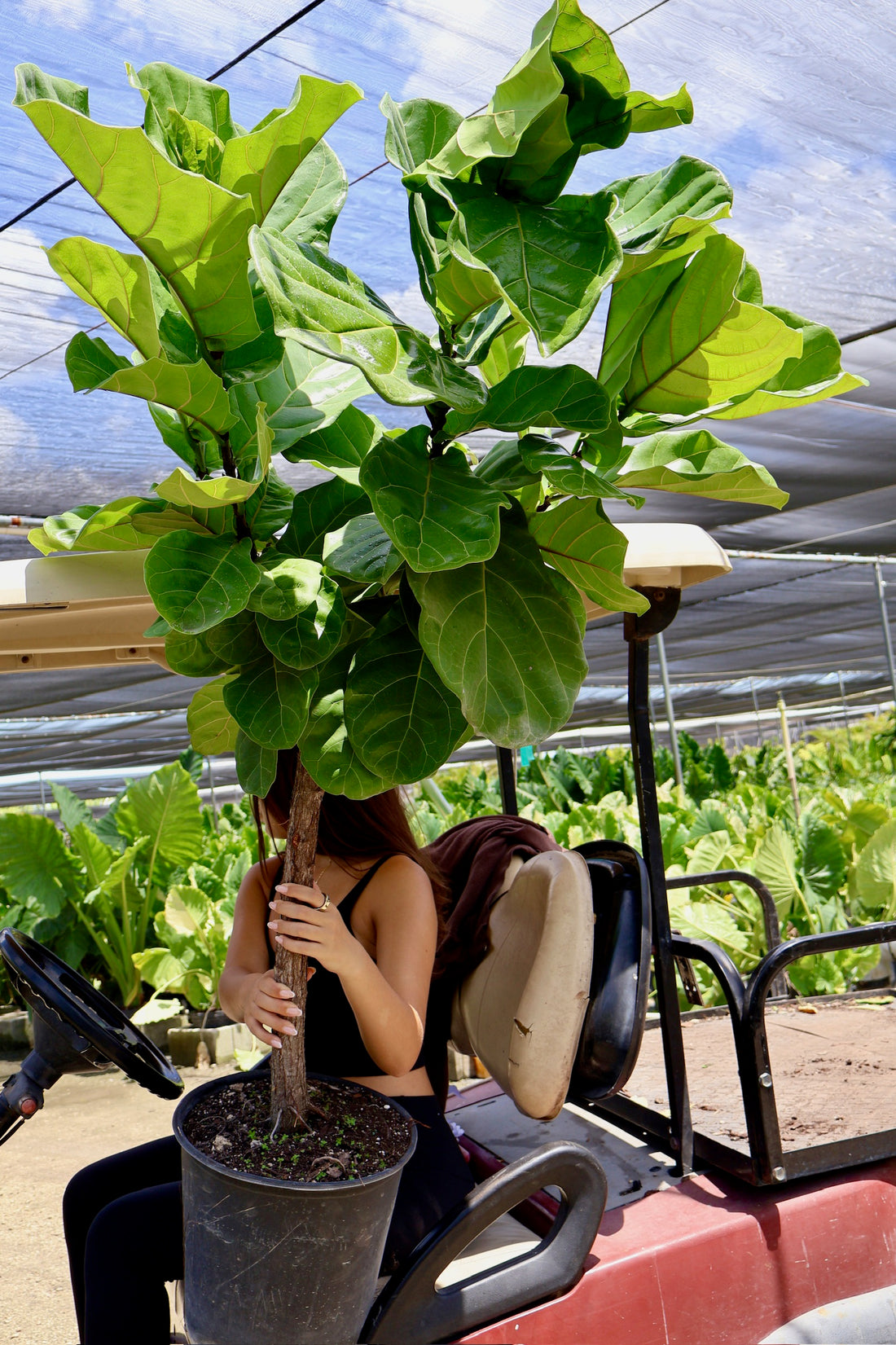 Ficus Lyrata Tree Form Single Stem, Fiddle Leaf Fig Tree