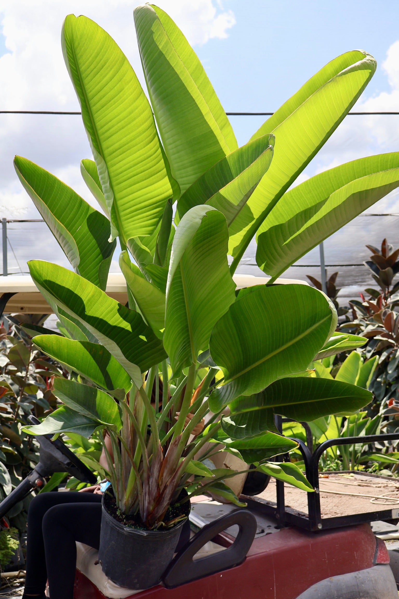 Bird of Paradise White, Strelitzia Nicolai