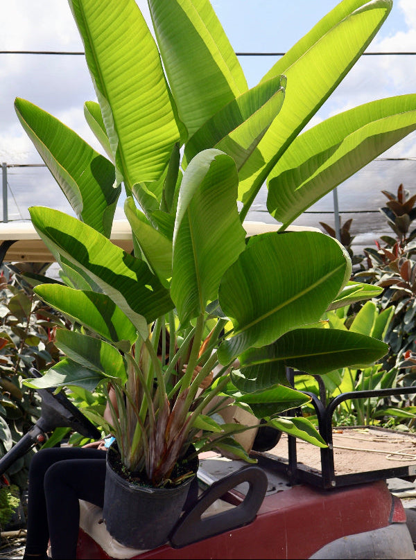Bird of Paradise White, Strelitzia Nicolai in 7 gallon container with large, lush green arching leaves and tall upright stems, ideal for bright indoor spaces and tropical outdoor landscapes.