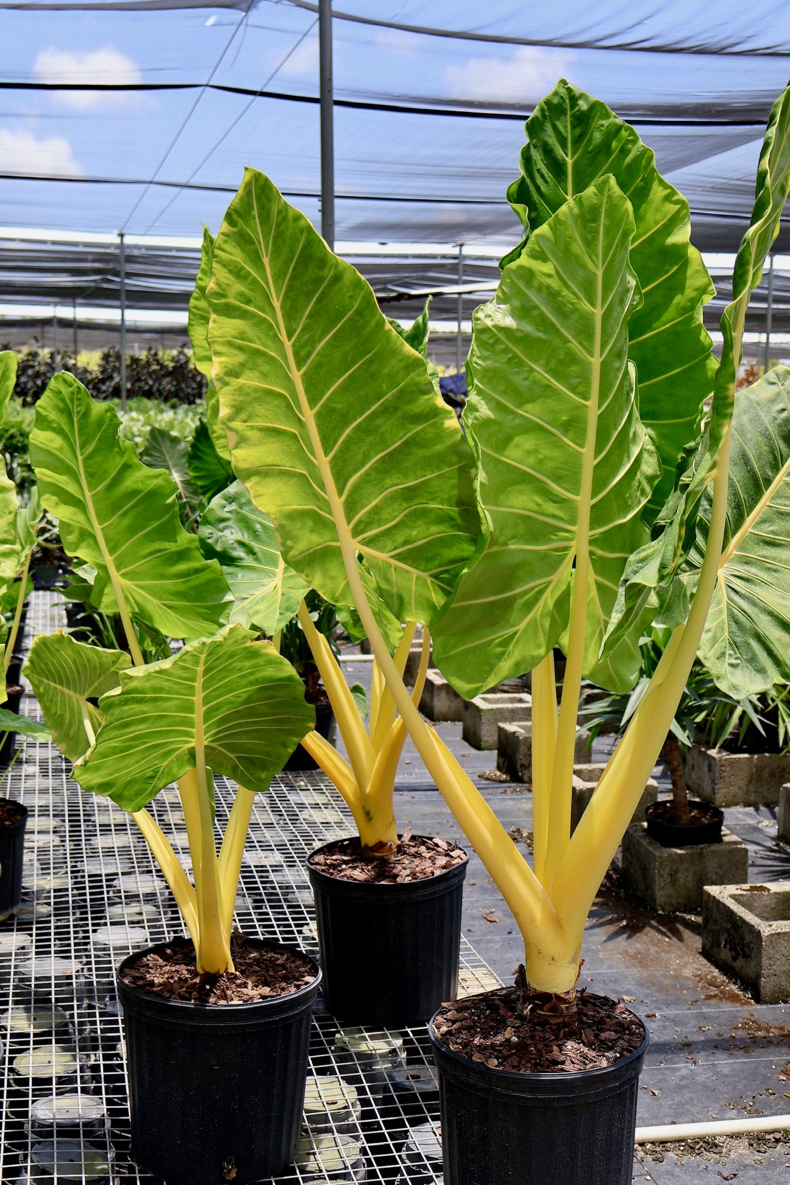 Alocasia Yellow Stem, Elephant Ears, Live Tropical Plant