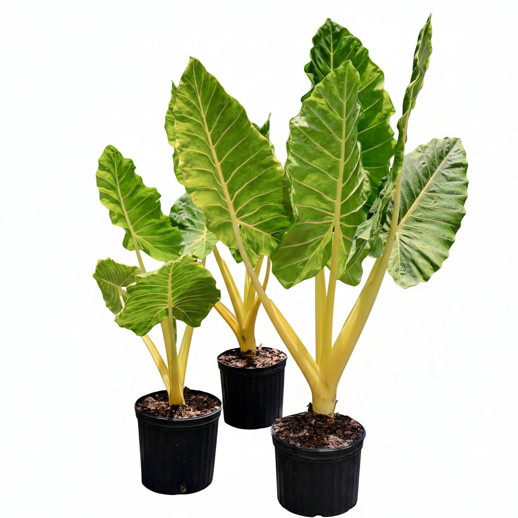 Alocasia Lutea, Golden Elephant Ear, featuring large vibrant green leaves with striking bright yellow stems, potted in black nursery containers
