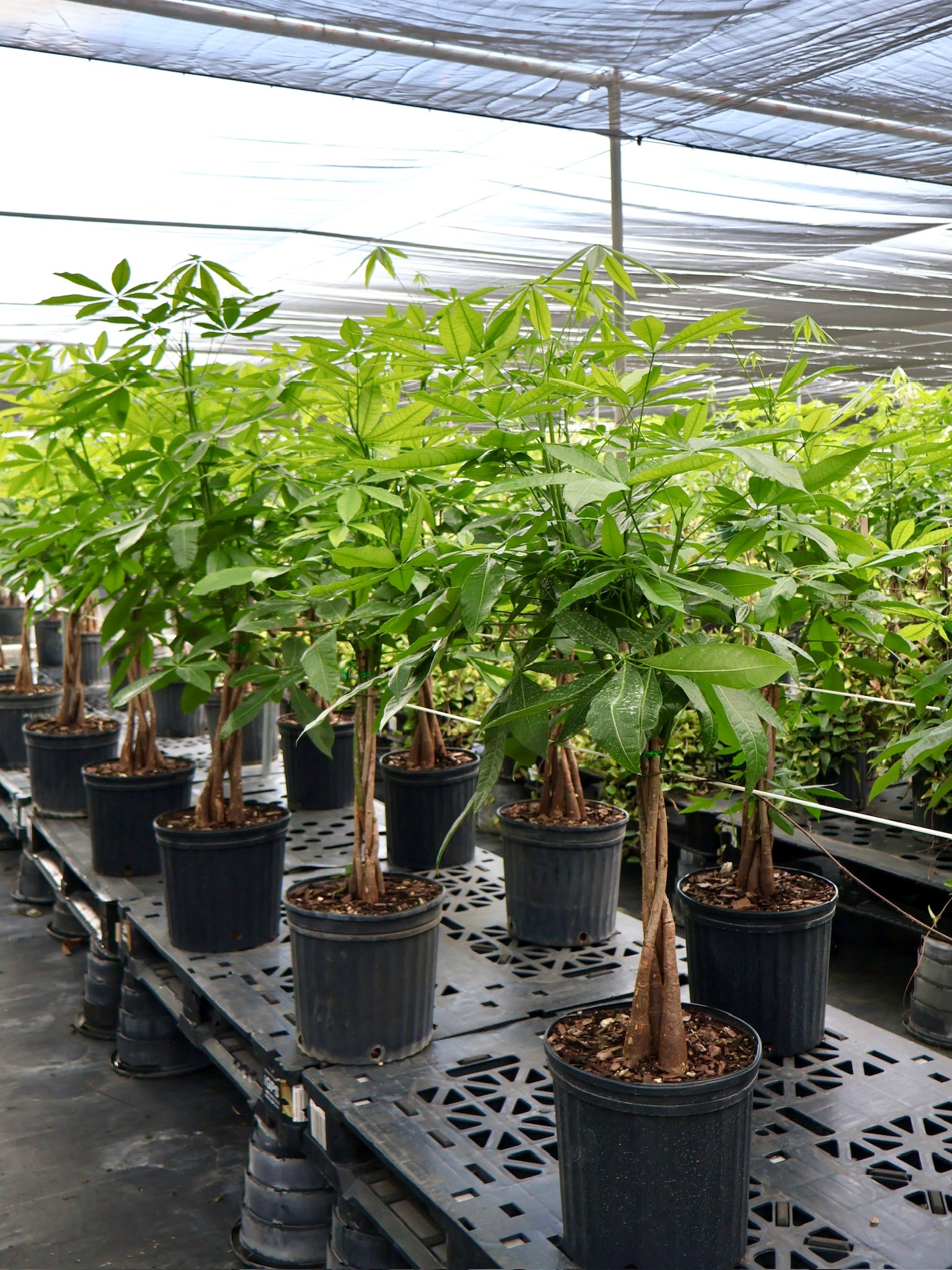 Money Tree Braided, Tree Form, Pachira Aquatica, Good Luck Tree