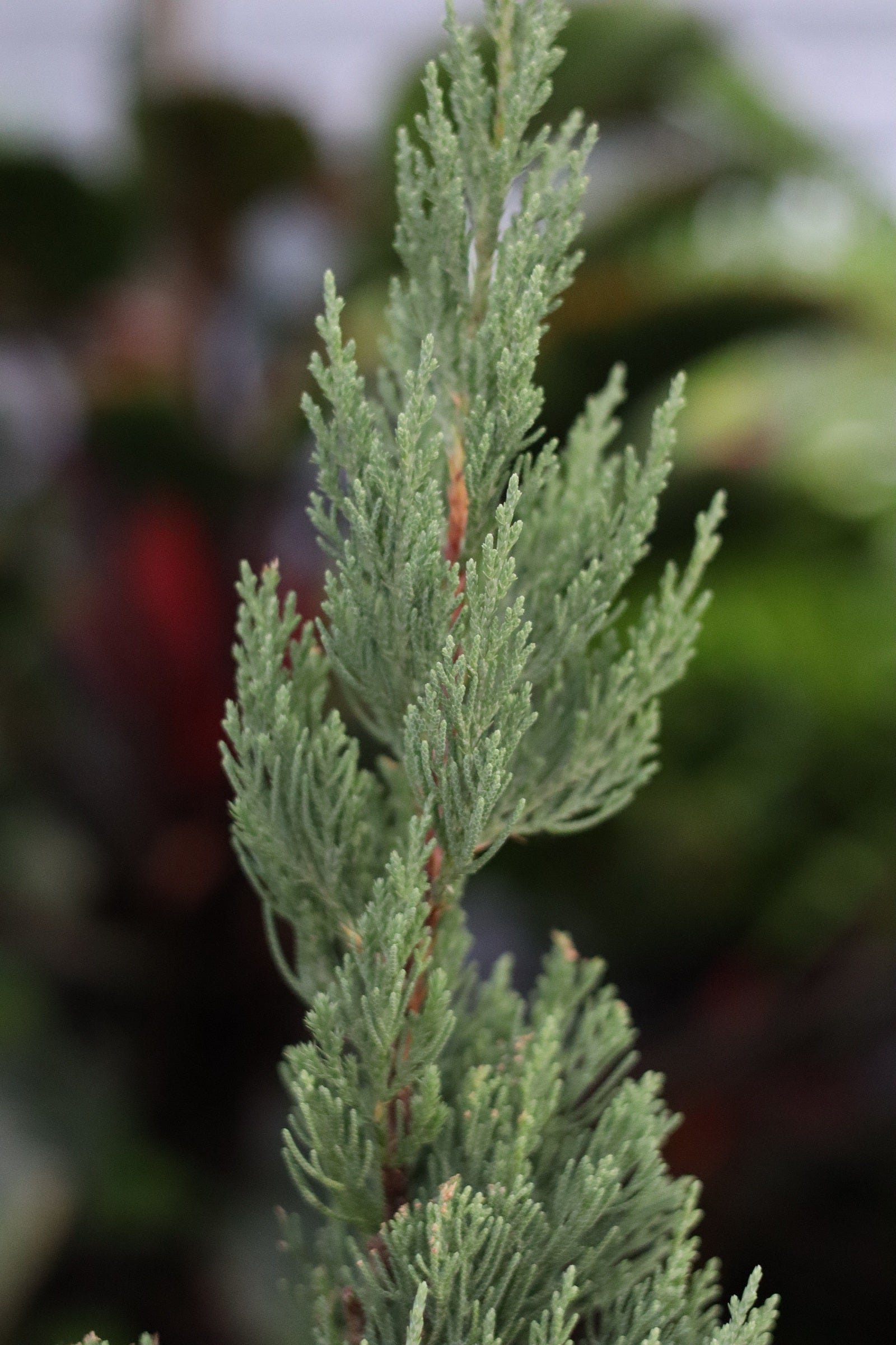 Blue Point Juniper, Juniperus Chinensis