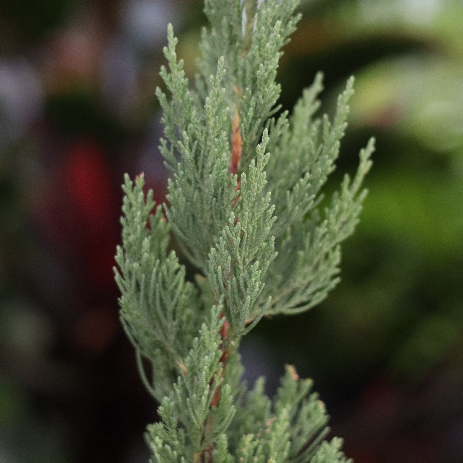 Blue Point Juniper, Juniperus Chinensis, Foliage Close Up