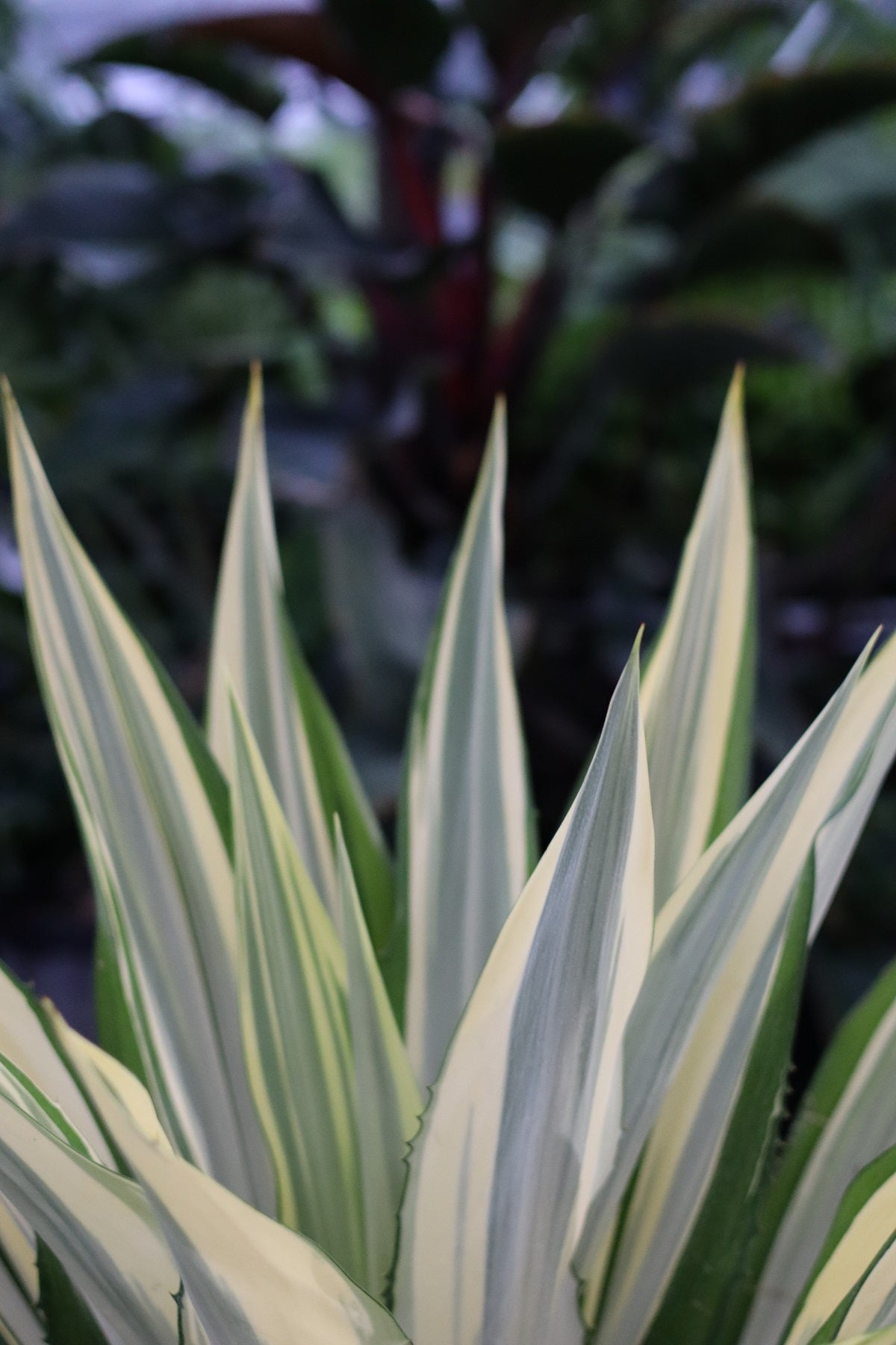 False Agave, Variegated Agave