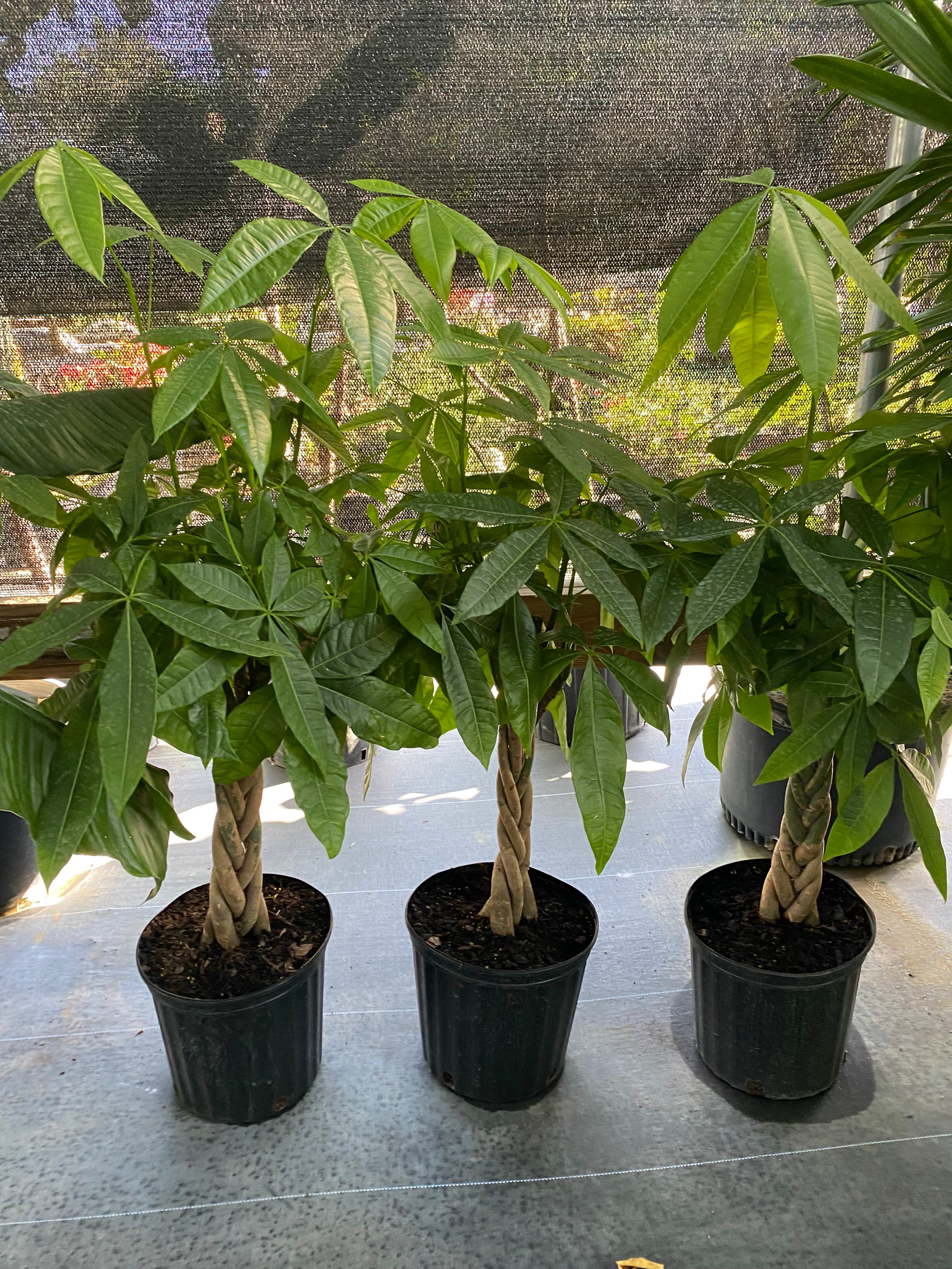 Money Tree Braided, Tree Form, Pachira Aquatica, Good Luck Tree