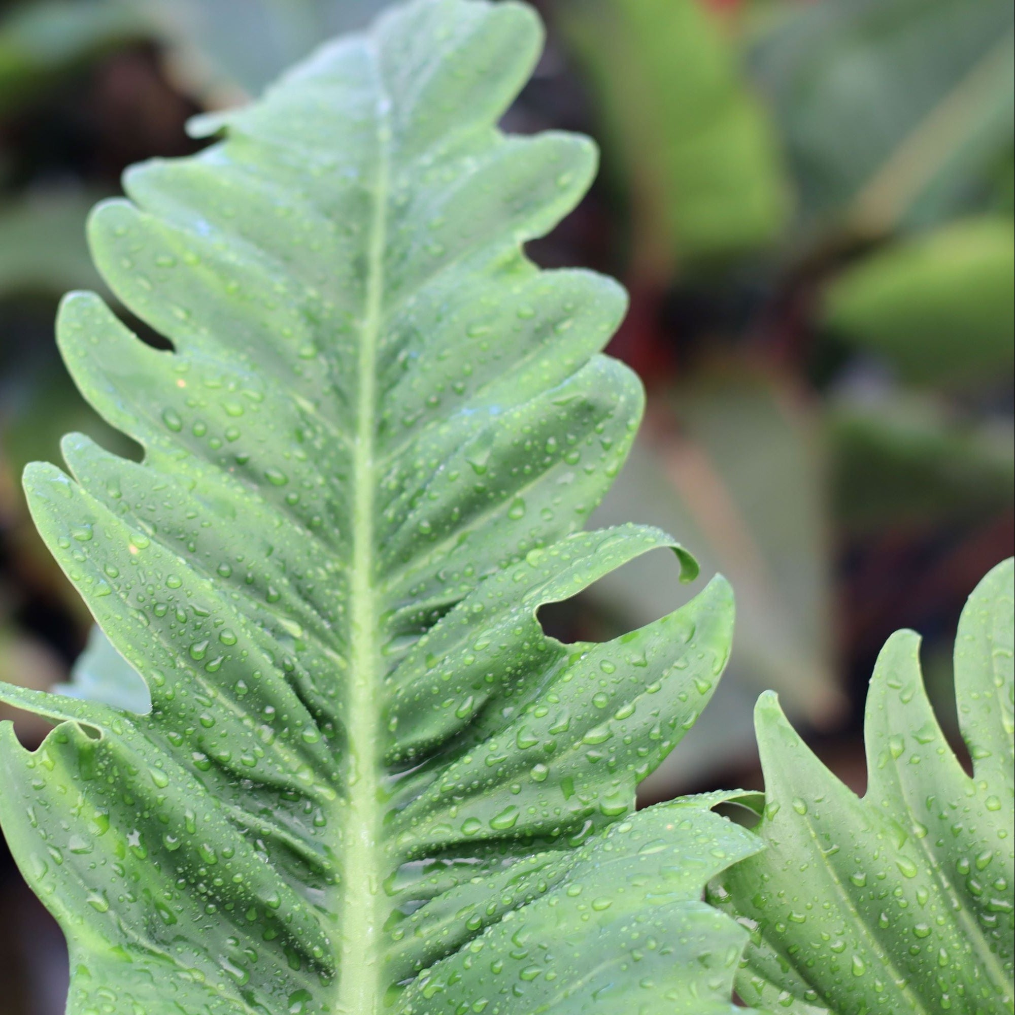 single leaf of Philodendron Narrow Jungle Boogie