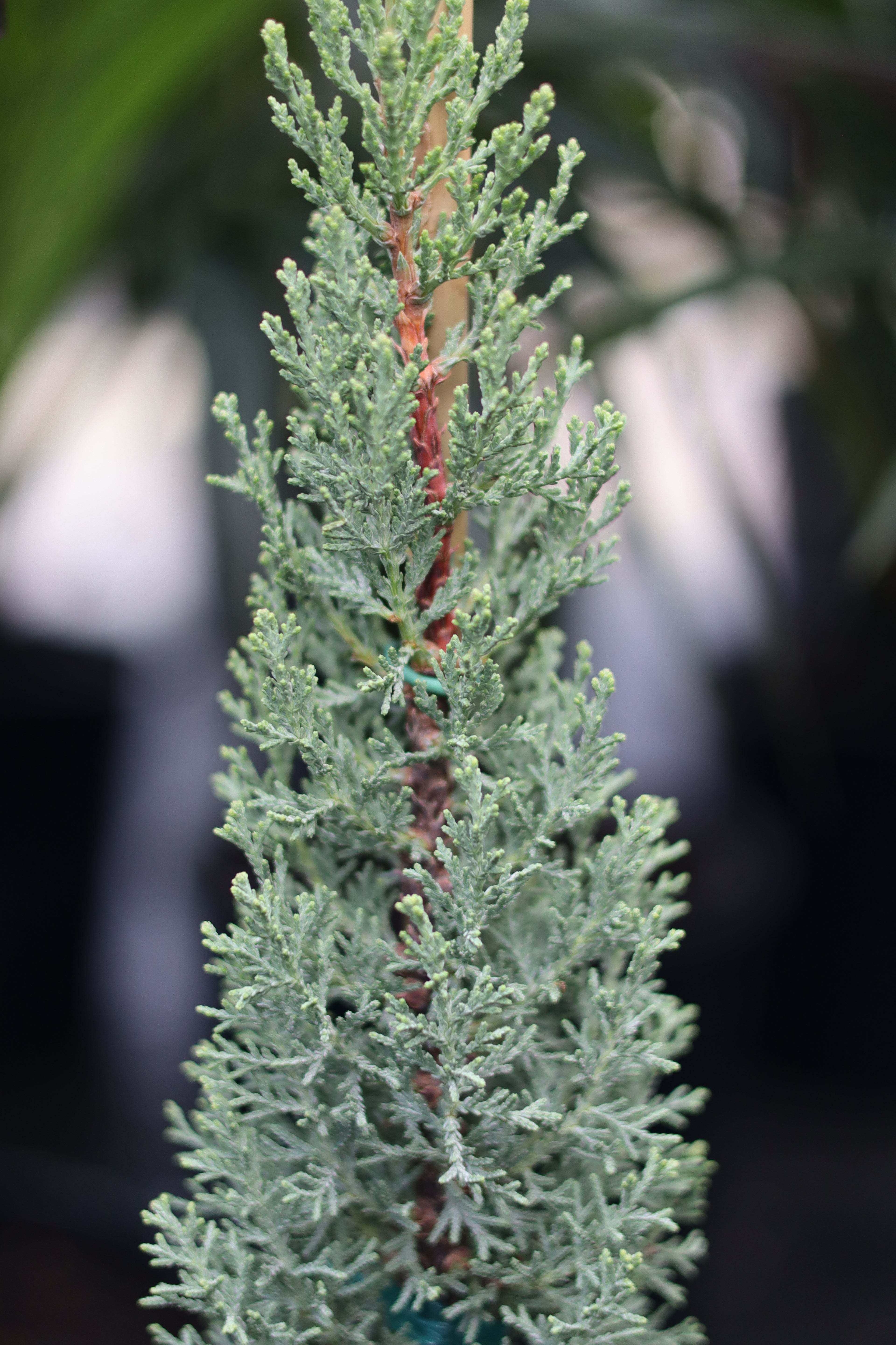 Dwarf Italian Cypress, Mediterranean Cypress