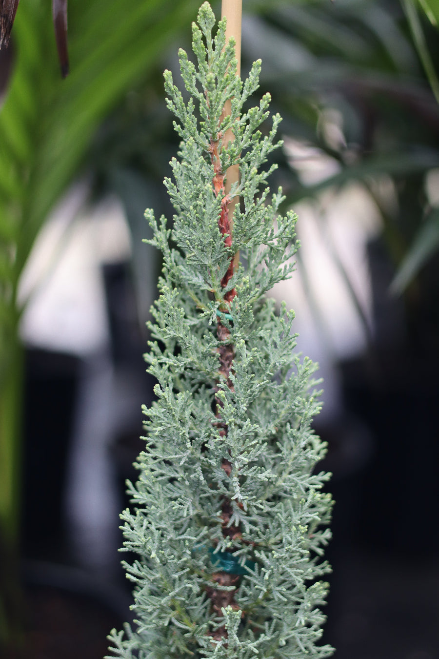 A young potted Blue Italian Cypress featuring its characteristic slender, upright form and silvery-blue foliage