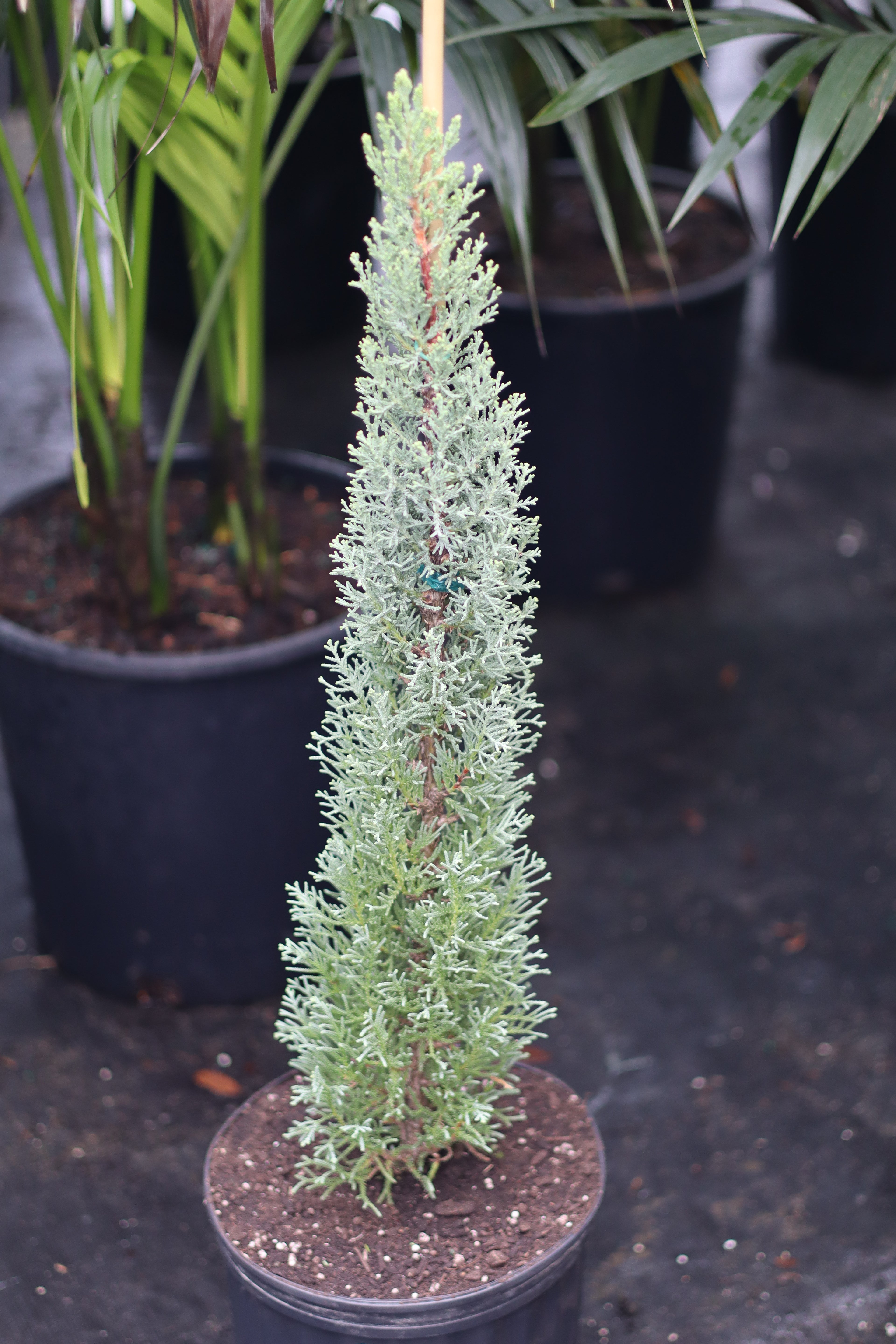 Dwarf Italian Cypress, Mediterranean Cypress