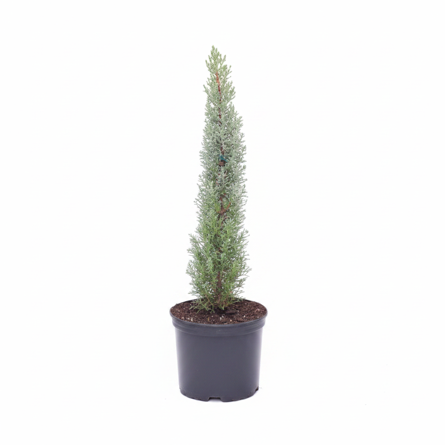 Blue Italian Cypress, Mediterranean Cypress in a 2gal pot