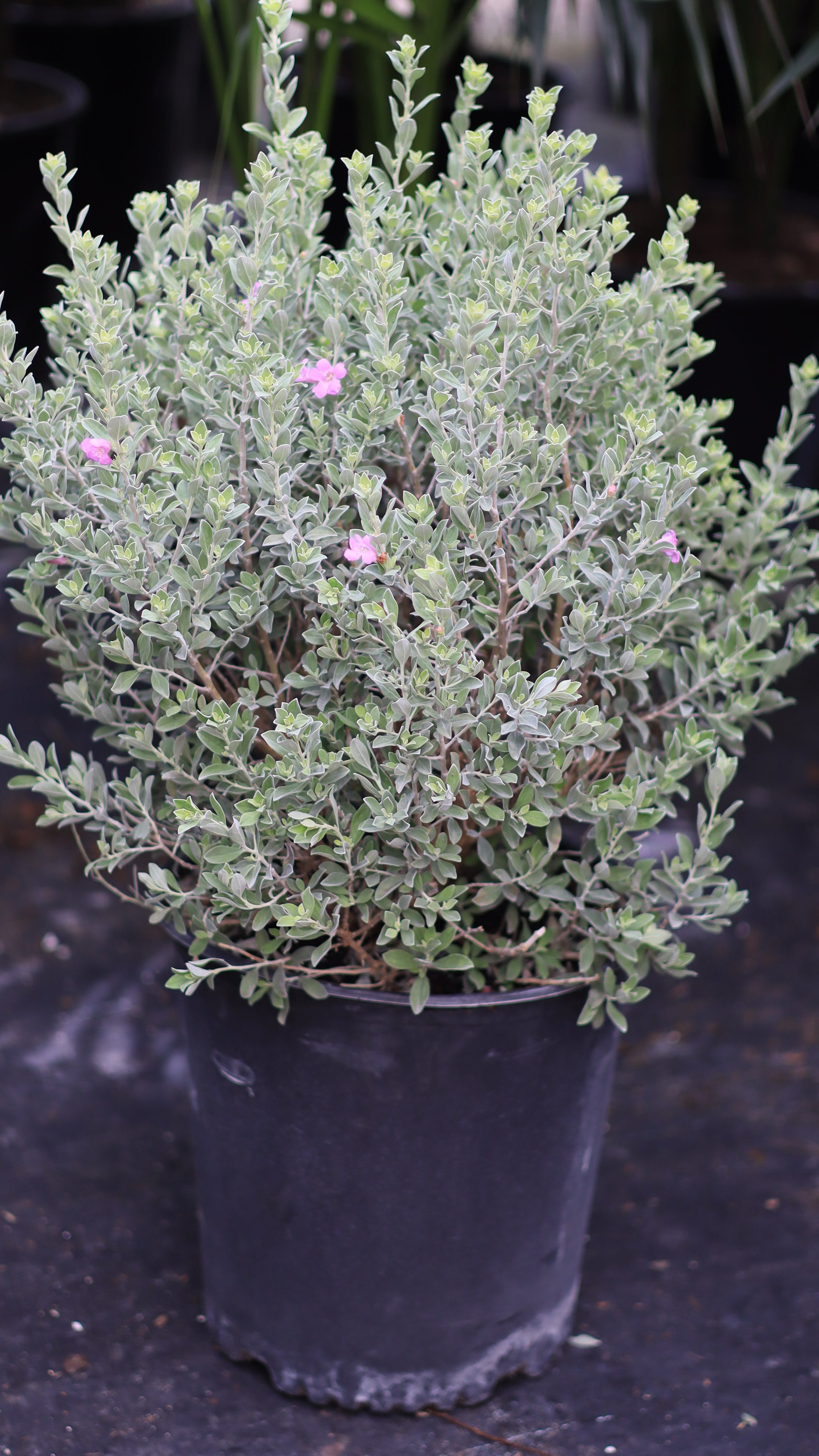 Texas Sage, Silverleaf Purple Sage