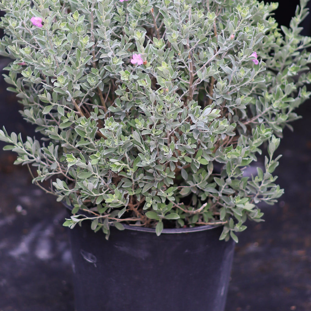 A blooming Texas Sage shrub featuring its characteristic soft, silvery-gray foliage contrasting beautifully with vibrant purple flowers