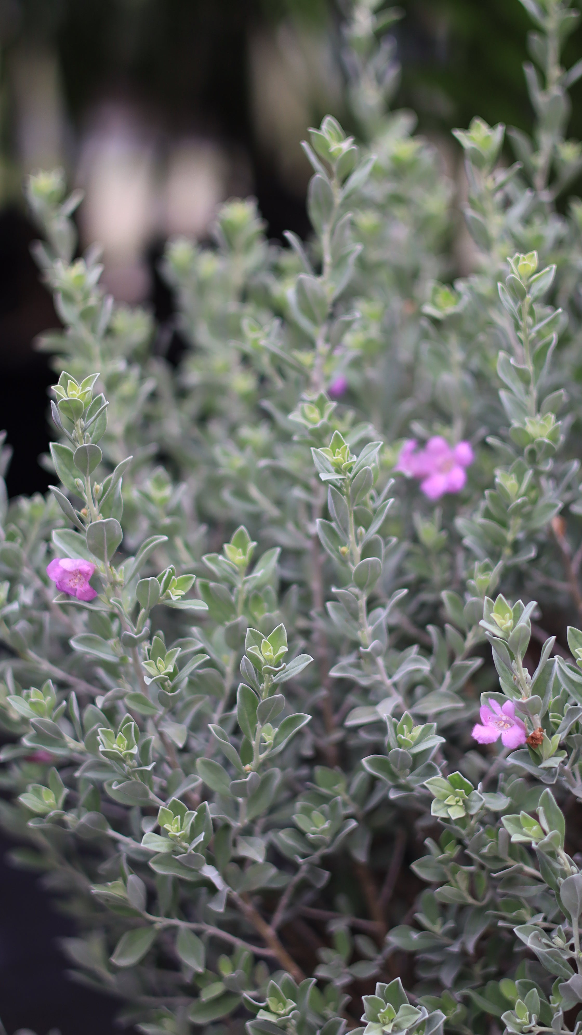 Texas Sage, Tree Form Silverleaf Purple Sage
