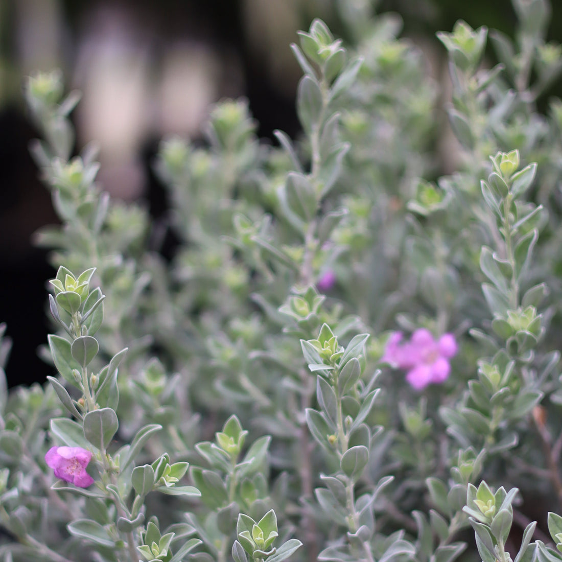 Texas Sage, Tree Form Silverleaf Purple Sage, Foliage view