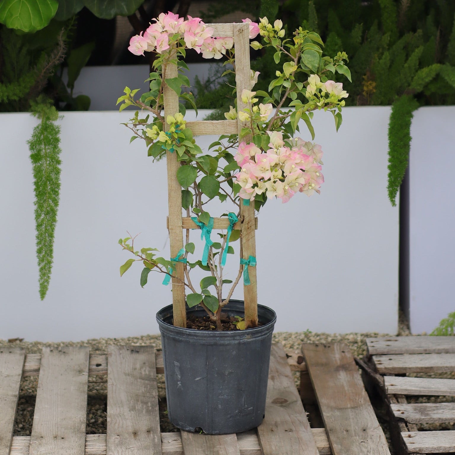 Bougainvillea White-Pink Flower Tree in Trellis, &
