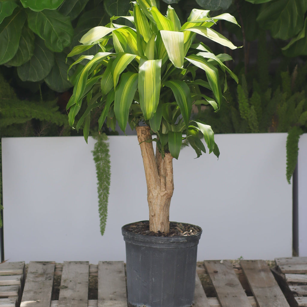 Dracaena Massangeana Mass Cane Stump Form, Corn Plant in a 2gal black pot