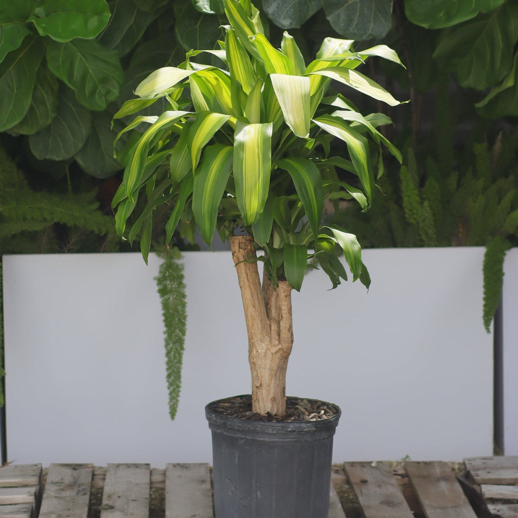 A Dracaena Massangeana in stump form, striped green leaves in a 2 gallon black nursery pot.