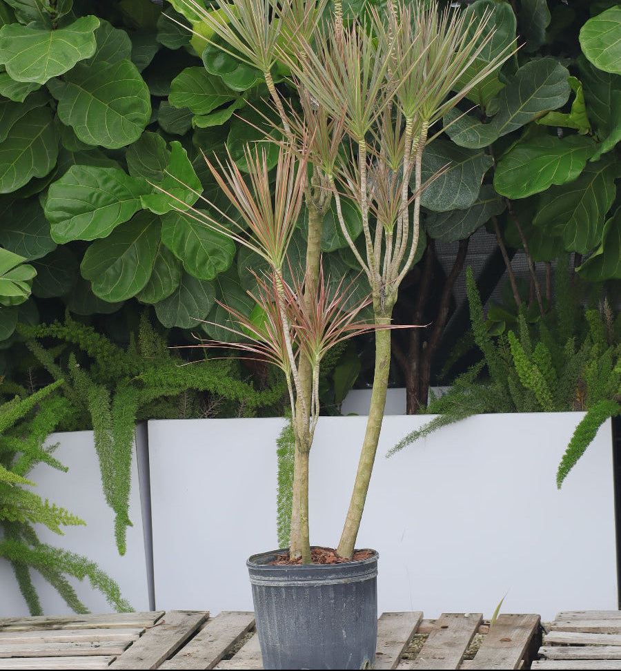 Full Grown Dracaena Dragon Tree Bicolor, Tree Form in a 5-gallon decorative pot for outdoor use to amplify a sunlit patio or wooden deck.