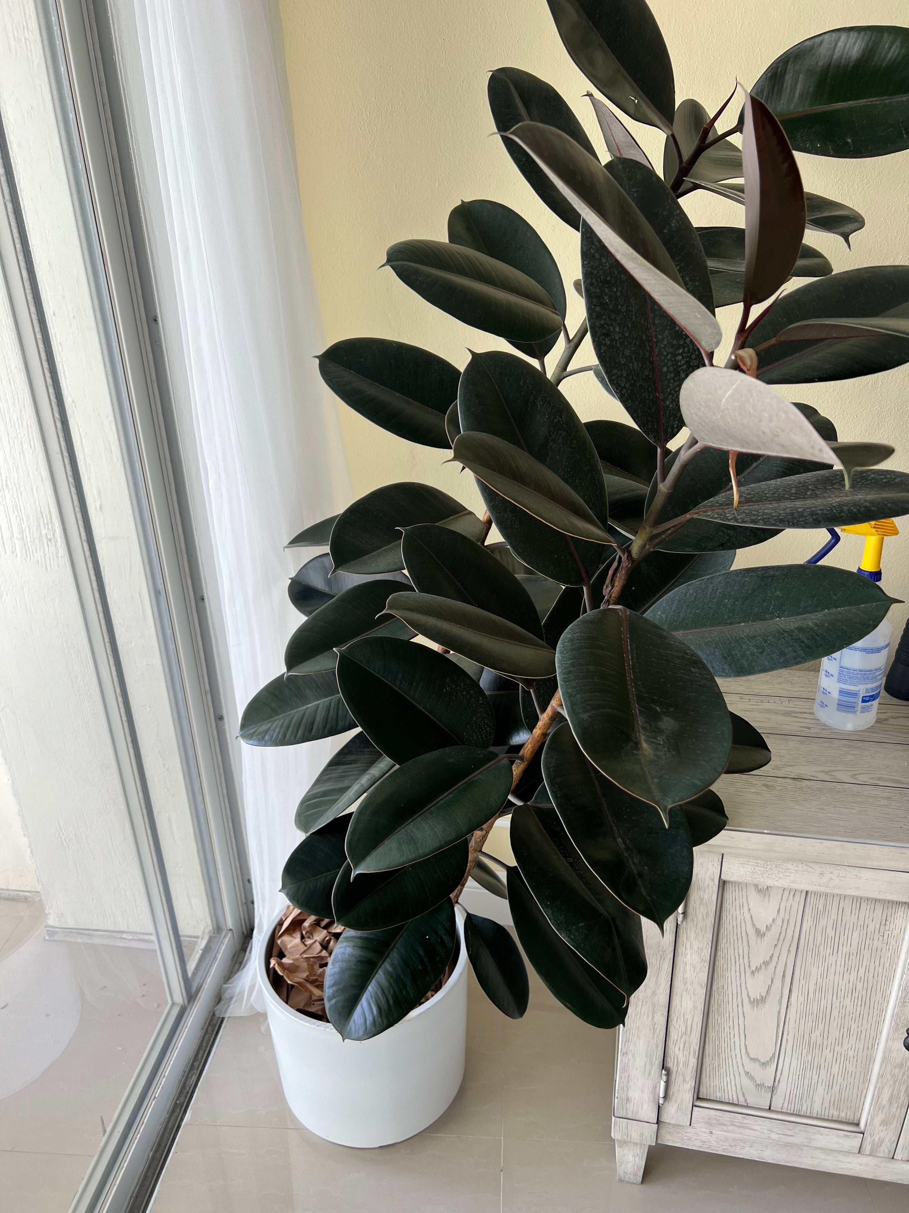 Ficus Burgundy Bush, Rubber Tree