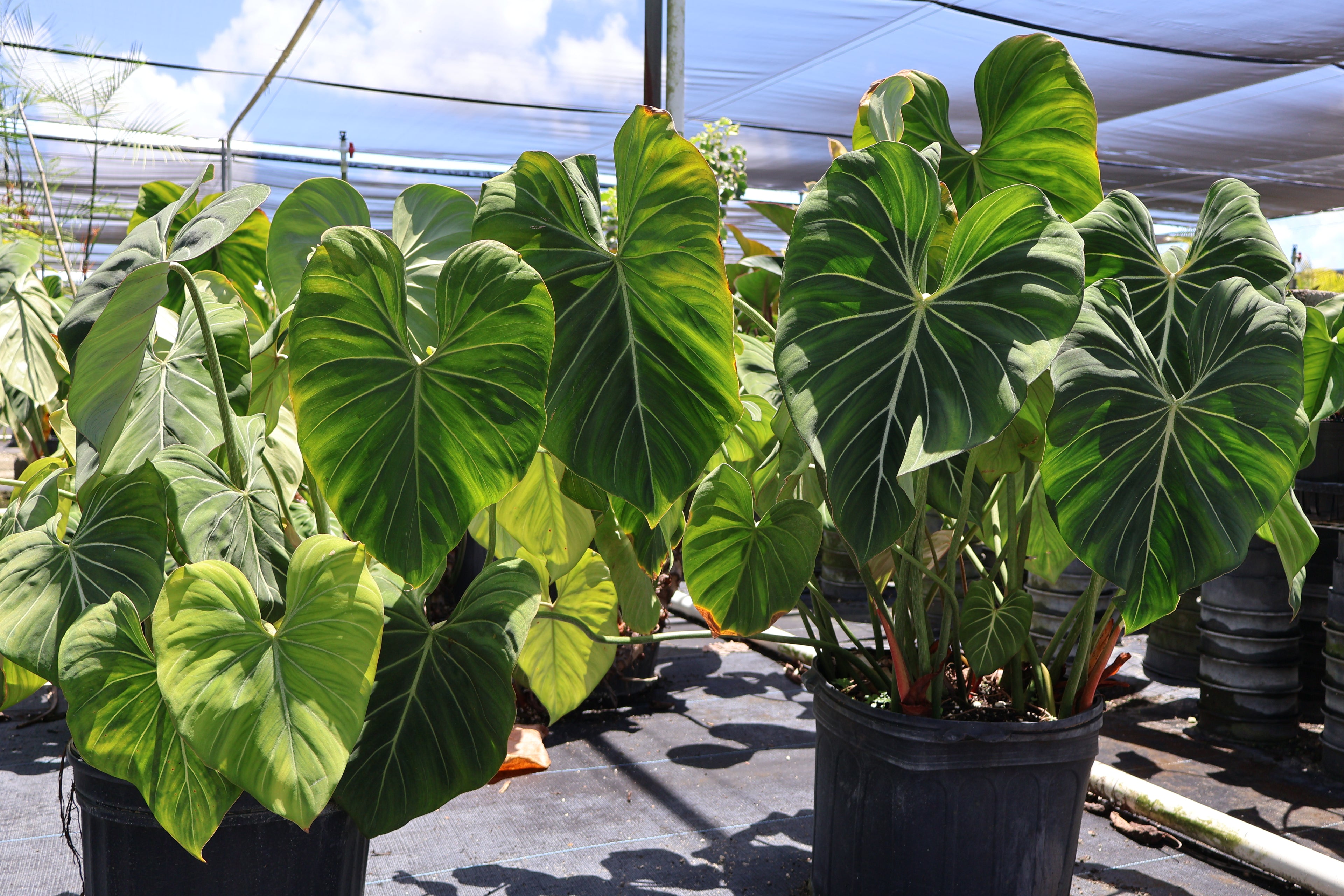 Philodendron Gloriosum