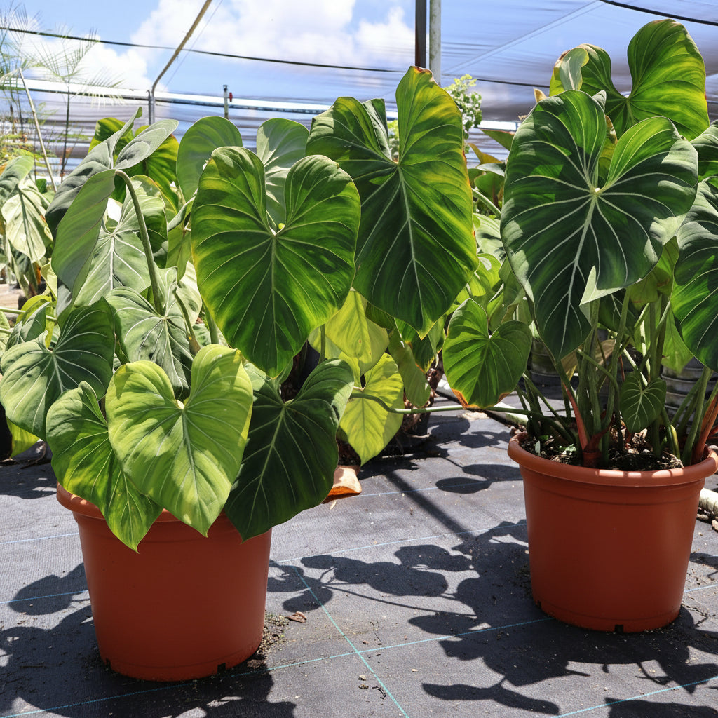 Philodendron Gloriosum featuring green leaves with prominent pale veins in 5 gallon black nursery pots