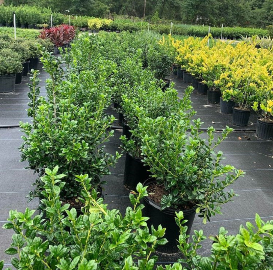 "Potted Dwarf Burford Holly shrubs in a nursery