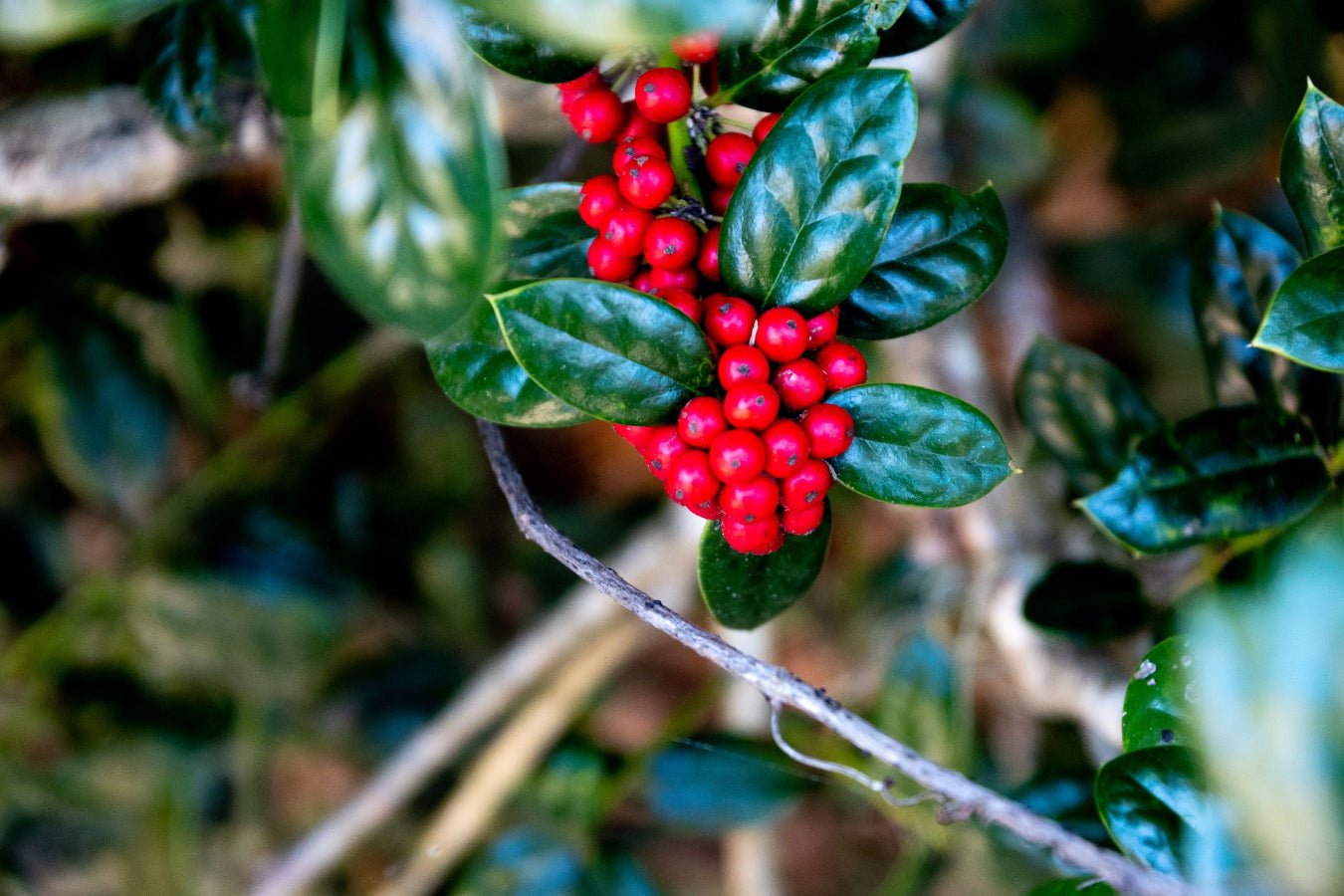 Close-up of Ilex cornuta Dwarf Burford leaves and berries.