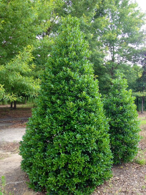 Ilex Nellie Stevens Holly