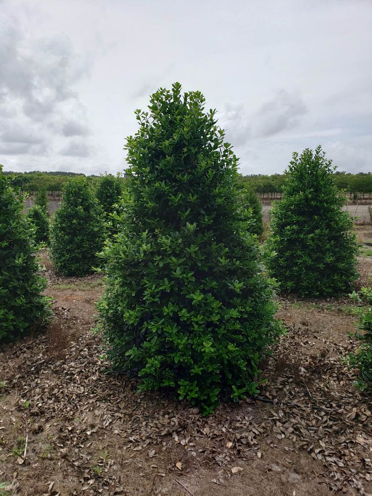 Ilex Nellie Stevens Holly