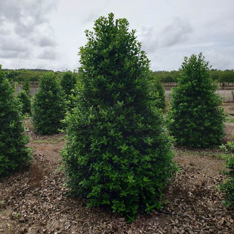 Ilex Nellie Stevens Holly Shrub Fully Grown planted in garden.