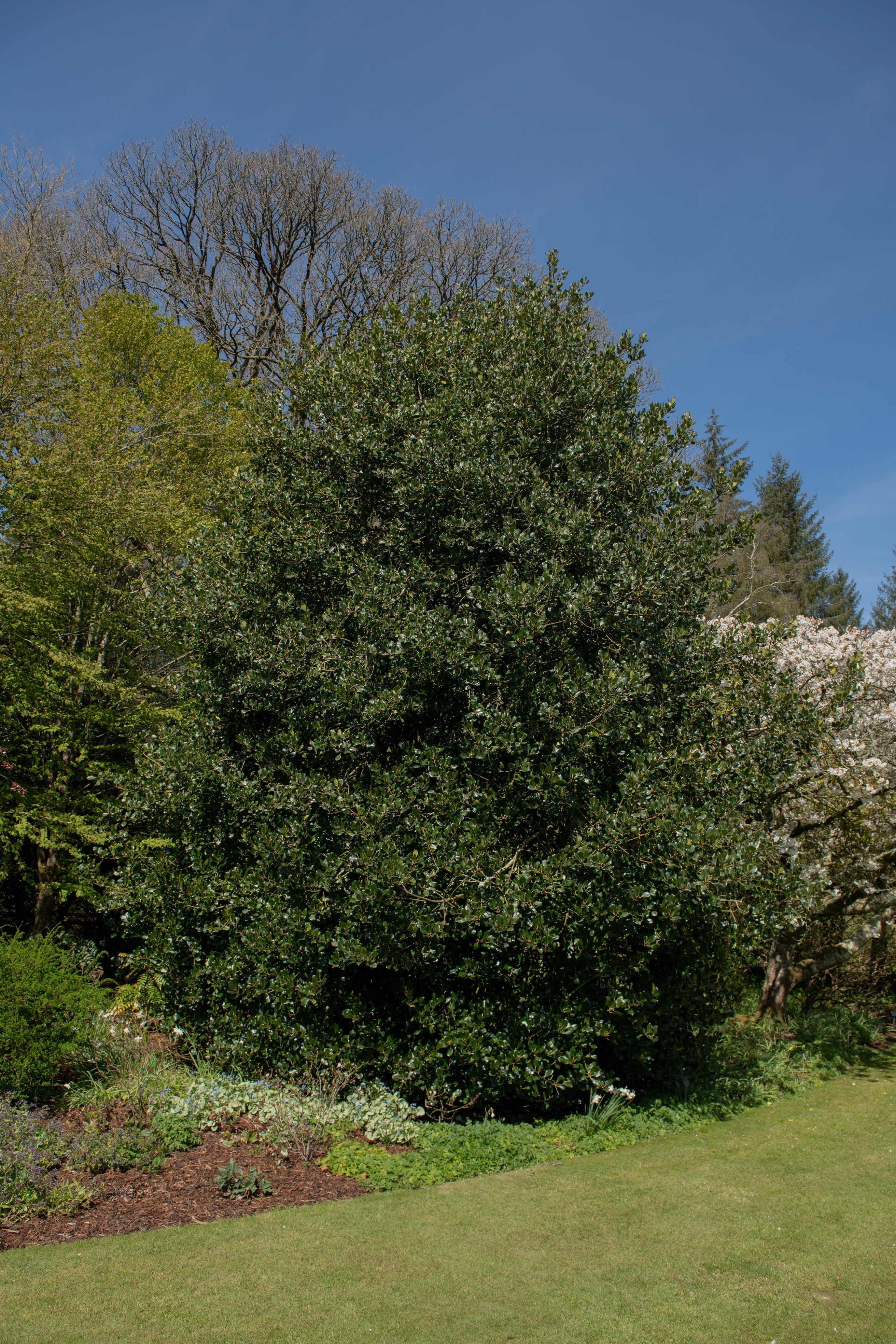 Ilex Nellie Stevens Holly