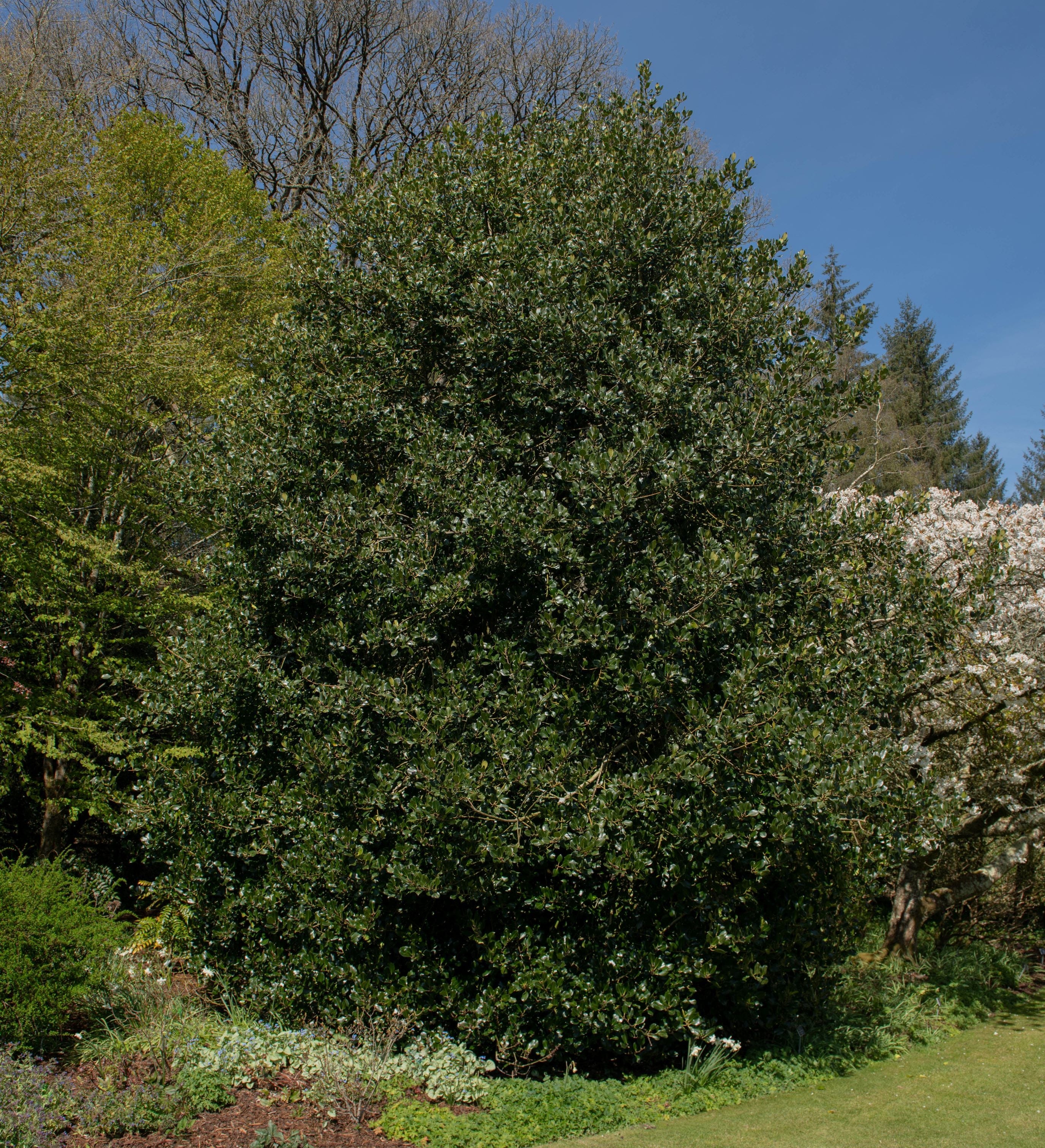 Ilex Nellie Stevens Holly Shrub Fully Grown planted in garden.