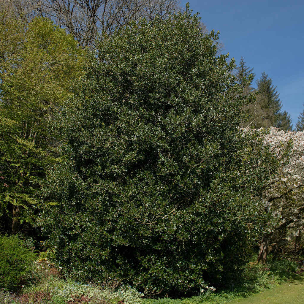 Ilex Nellie Stevens Holly Shrub Fully Grown planted in garden.