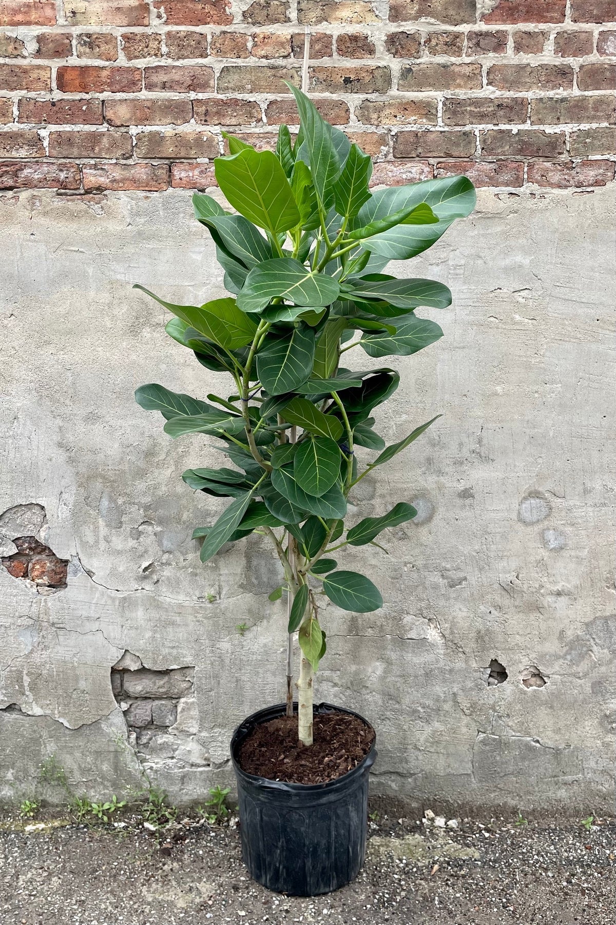 Ficus Banyan Tree Form Double Stem, Ficus Benghalensisis