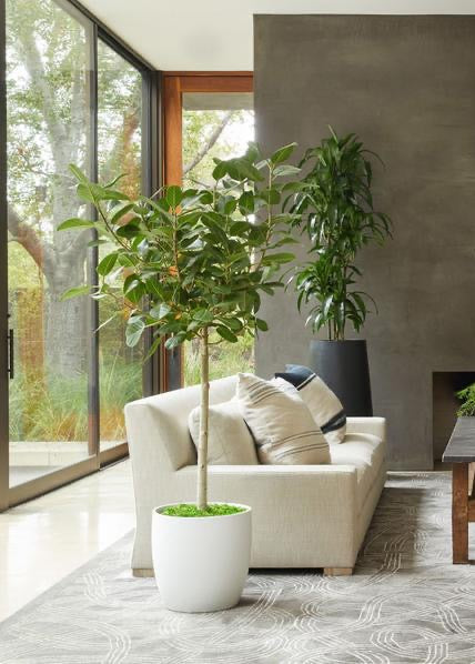 Ficus Banyan Tree Form Double Stem, Ficus Benghalensisis