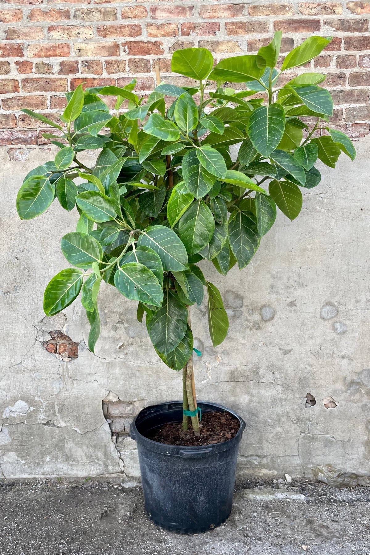 Ficus Banyan Tree Form Double Stem, Ficus Benghalensisis