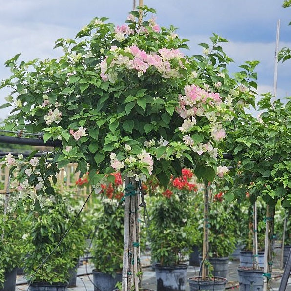 Bougainvillea White-Pink Flower Tree in Trellis, &