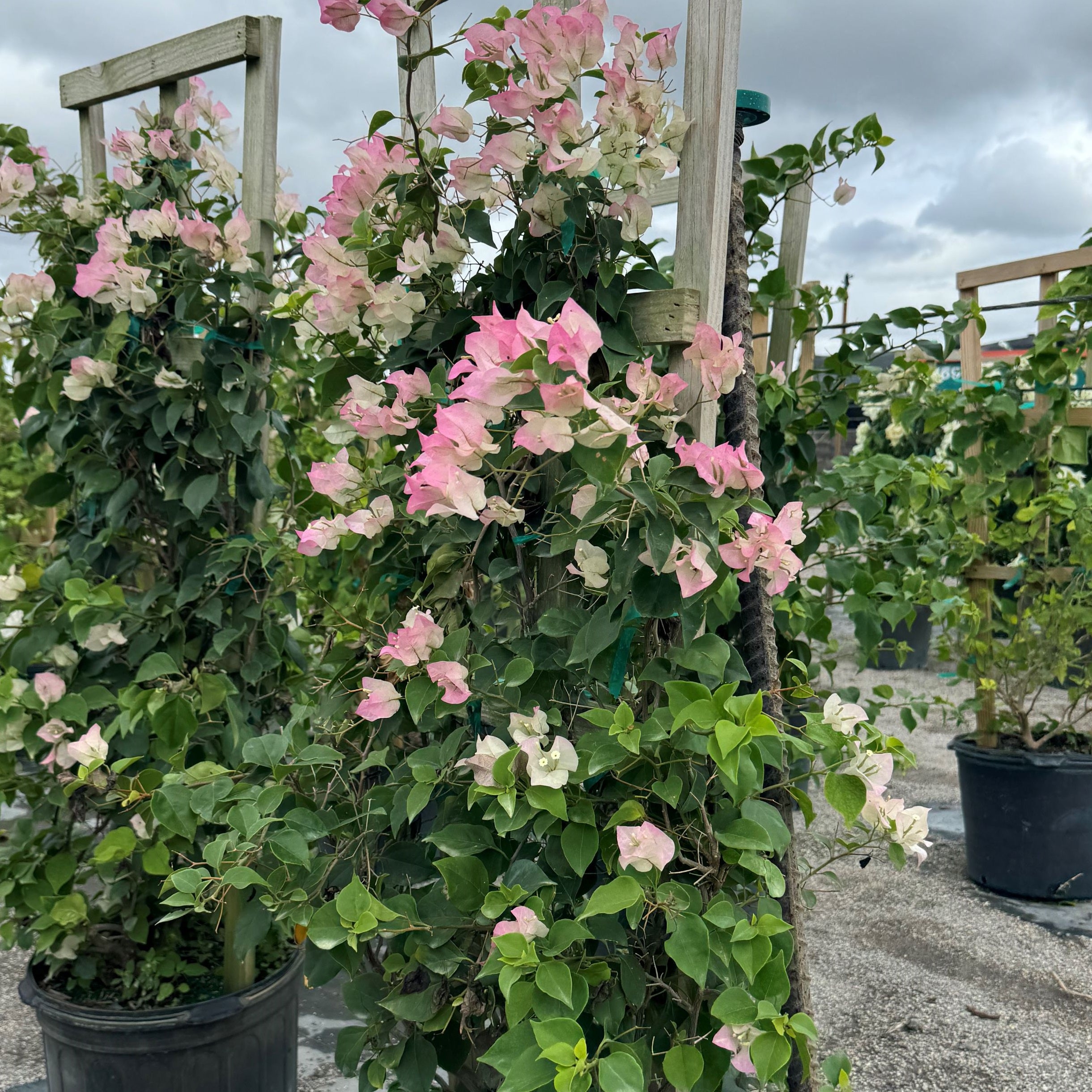 Bougainvillea White-Pink Flower Tree in Trellis, &