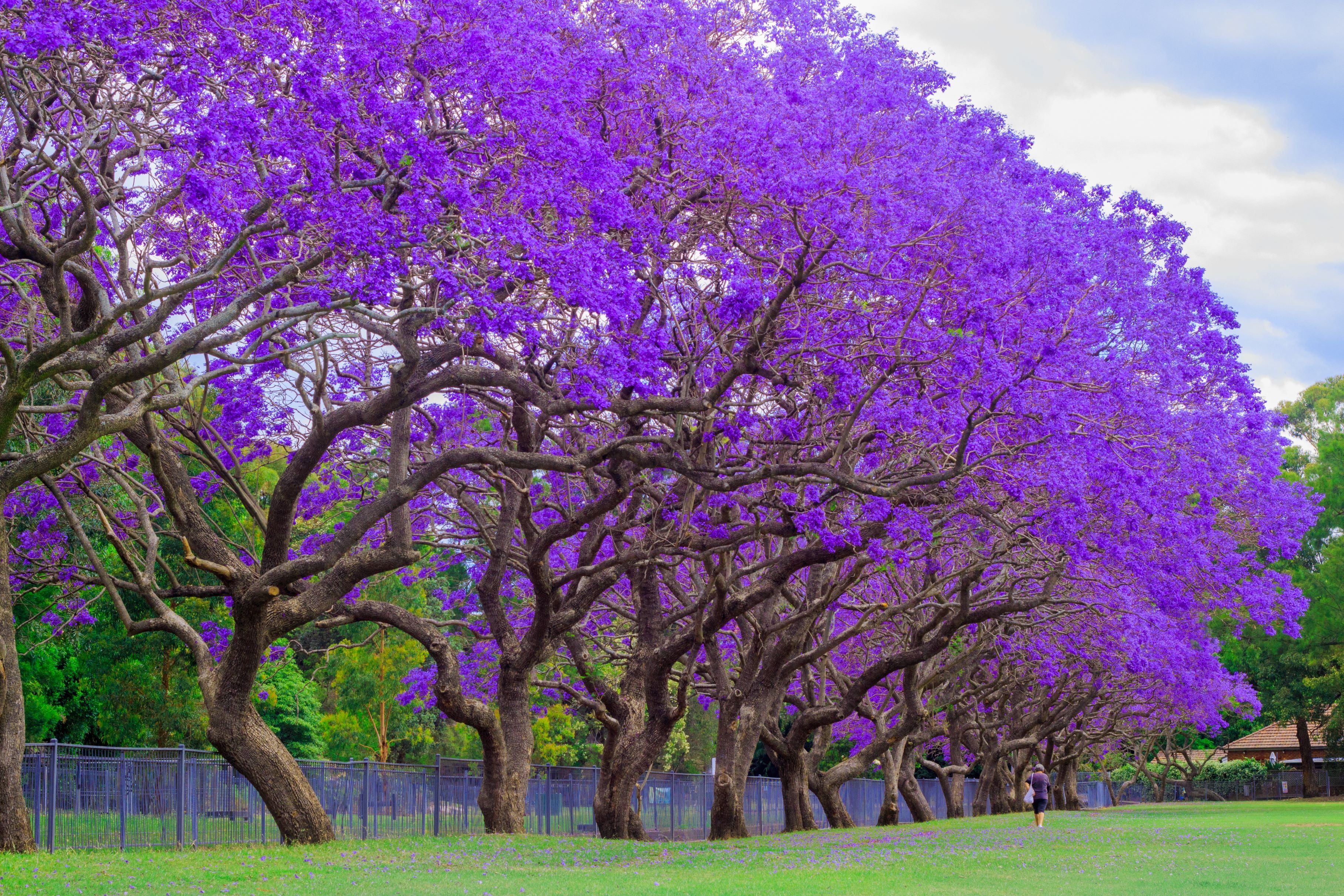 Purple Jacaranda Mimosifolia Flowering Tree
