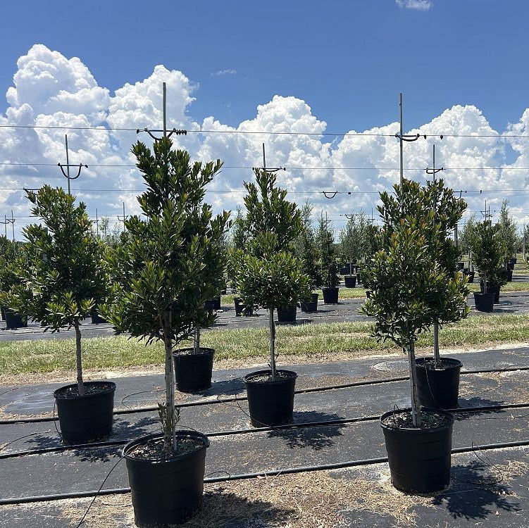 Japanese Blueberry Tree form in black grower pots