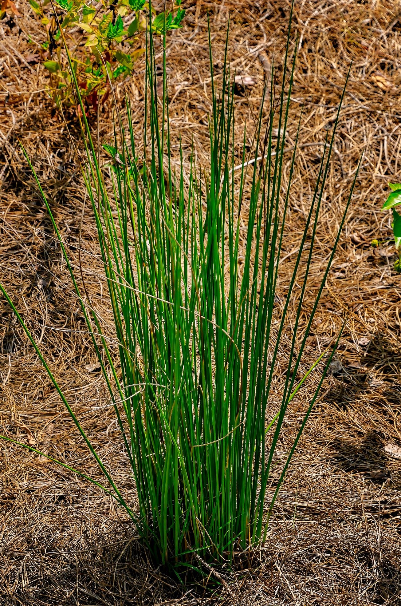 Blue Arrow Juncus Rush Grass