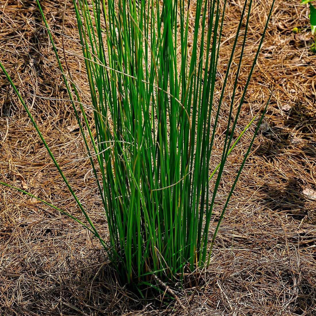 Blue Arrow Juncus Rush Grass planted in ground