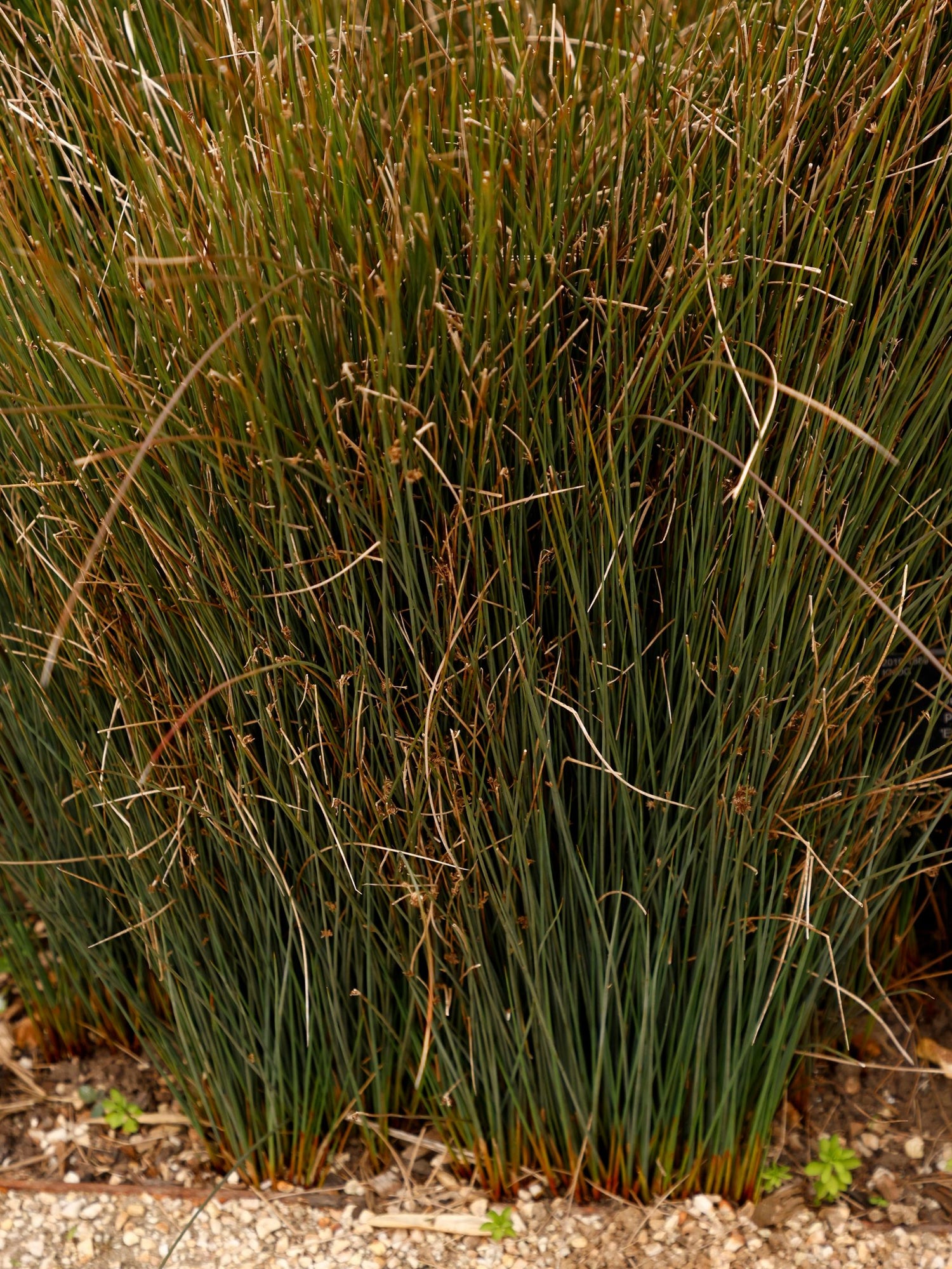 Blue Arrow Juncus Rush Grass