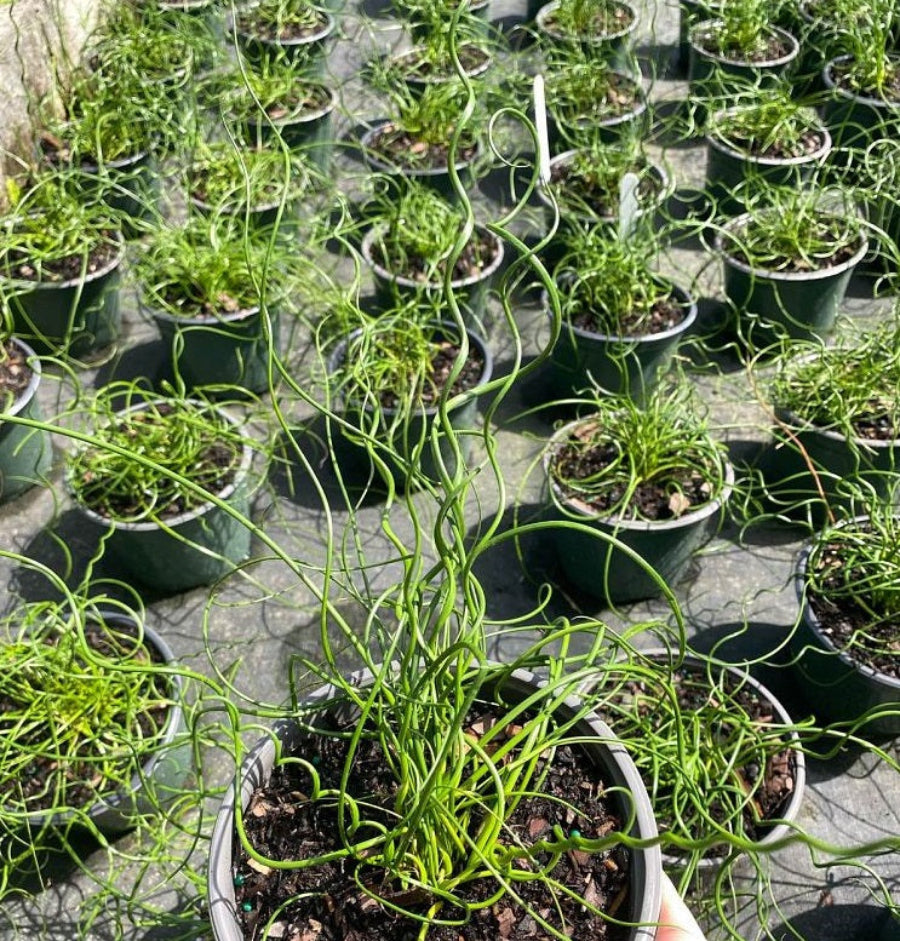 A close-up view of young potted Juncus effusus &
