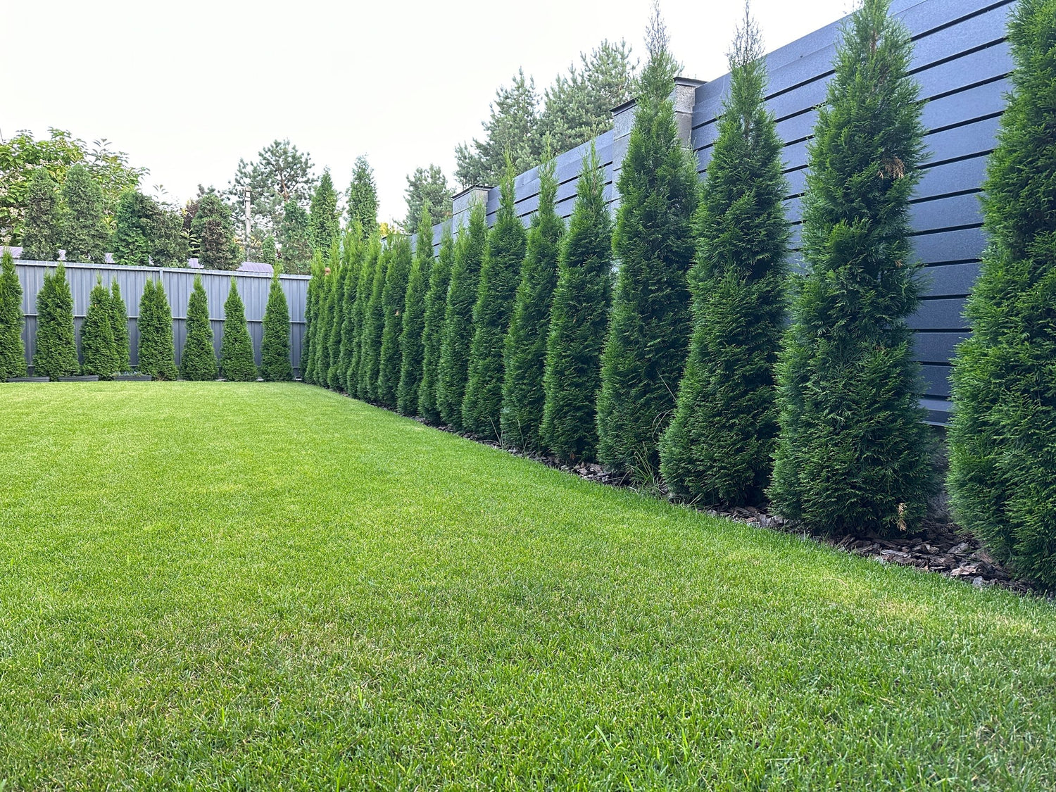Thuja Green Giant Arborvitae