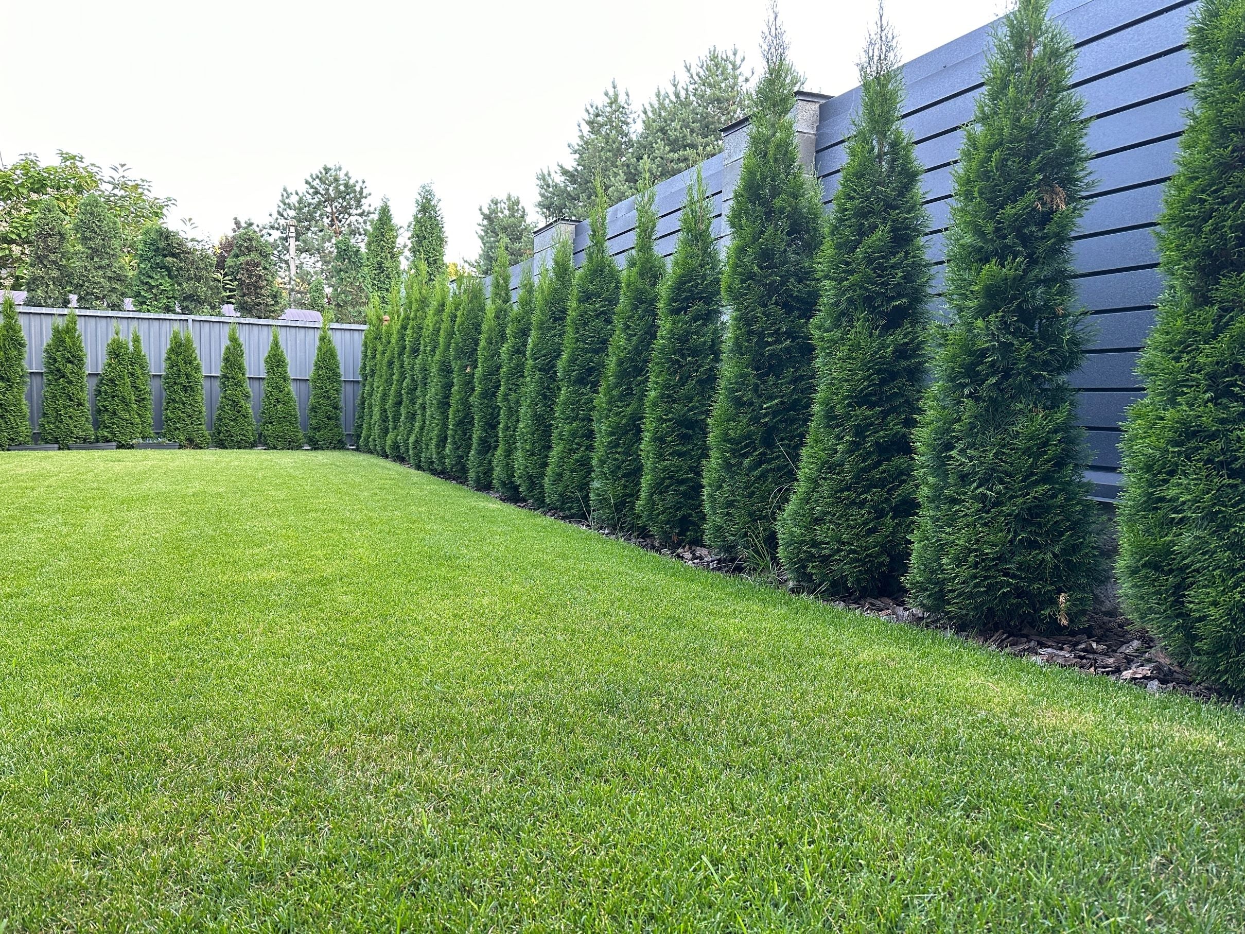 Thuja Green Giant Arborvitae